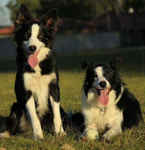Chanel e Austin, cães inteligentes de Tatiane 