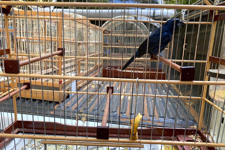 Aves mantidas em cativeiro, foram apreendidas e são cuidadas sob supervisão do Instituto Ambiental.