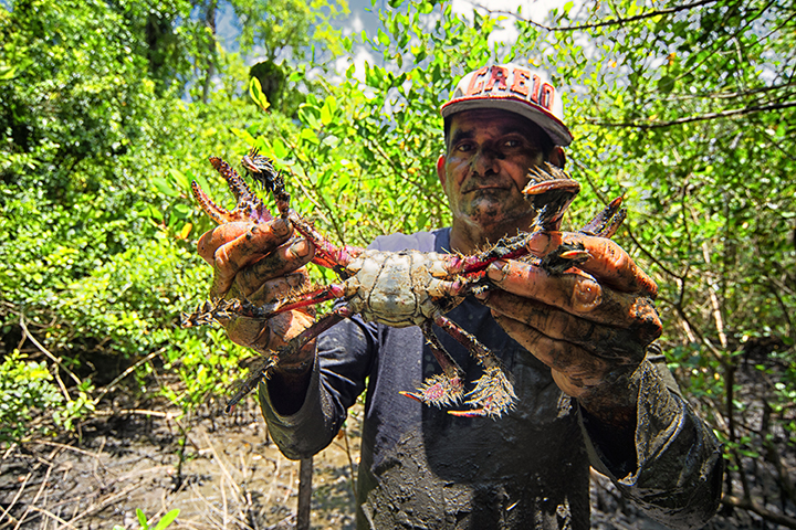 Paraná proíbe caça ao caranguejo uçá. Multa de até R$ 50 mil. Foto SEDEST, Denis Ferreira Netto