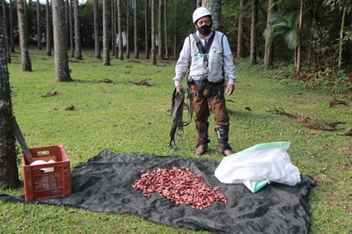 José o coletor de sementes, há 35 anos ajuda salvar espécies nativas. Foto SEDEST, Alessandro Vieira