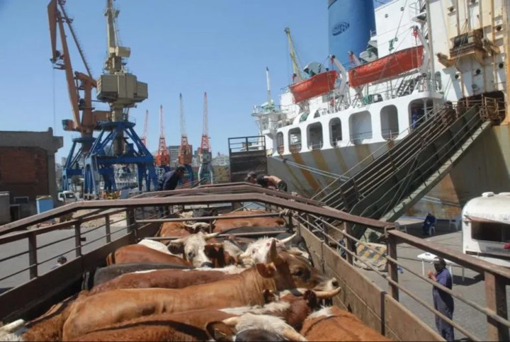Denúncias de maus tratos a animais em transporte marítimo, tem audiência pública Denúncias de maus tratos a animais em transporte marítimo, tem audiência pública