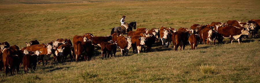 Brasil executa programa nacional de contagem de bovinos e búfalos