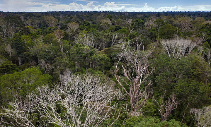 Estudo de 2018 mostra degradação em 38% da Amazônia