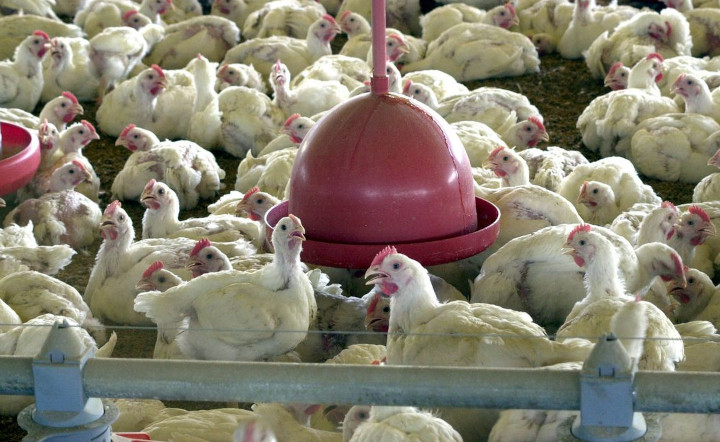 Rigor sanitário ajuda retomada de exportações de carnes de aves. O que faz o Brasil. 