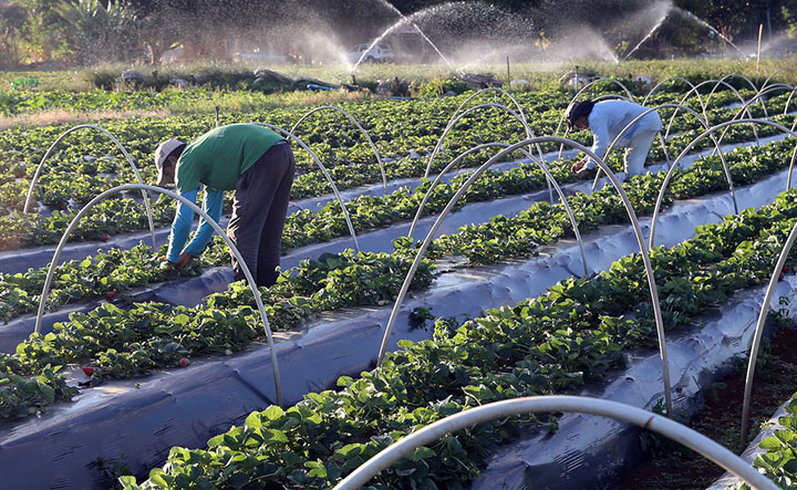 CNA sugere Fiagro para ajudar a financiar produtores rurais