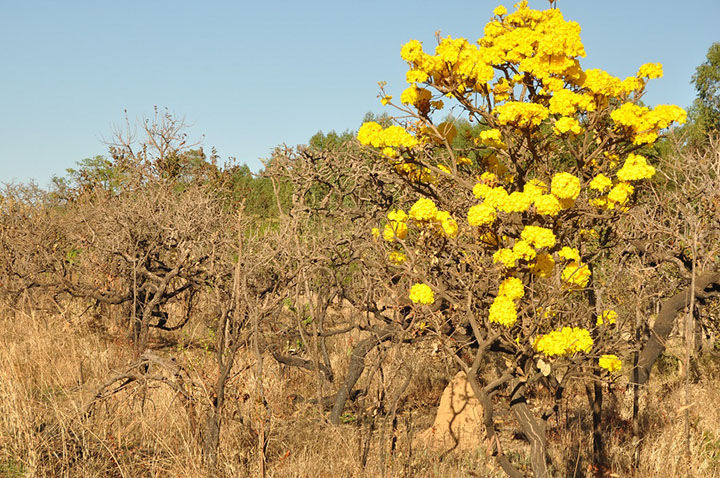 Cerrado, a luta para preservar o bioma de 4400 espécies