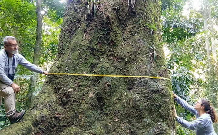 Jequitibá-rosa de 500 anos, encontrado no Rio de Janeiro