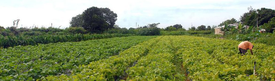 Recursos para agricultura familiar passam para R$ 25 milhões