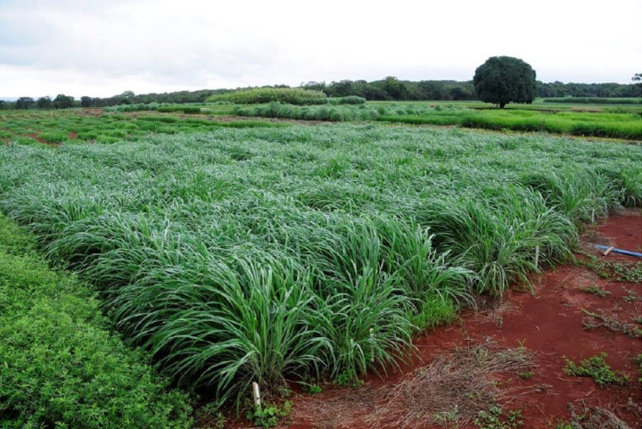 Melhores tecnologias de forrageiras serão mostradas a agricultores do Brasil