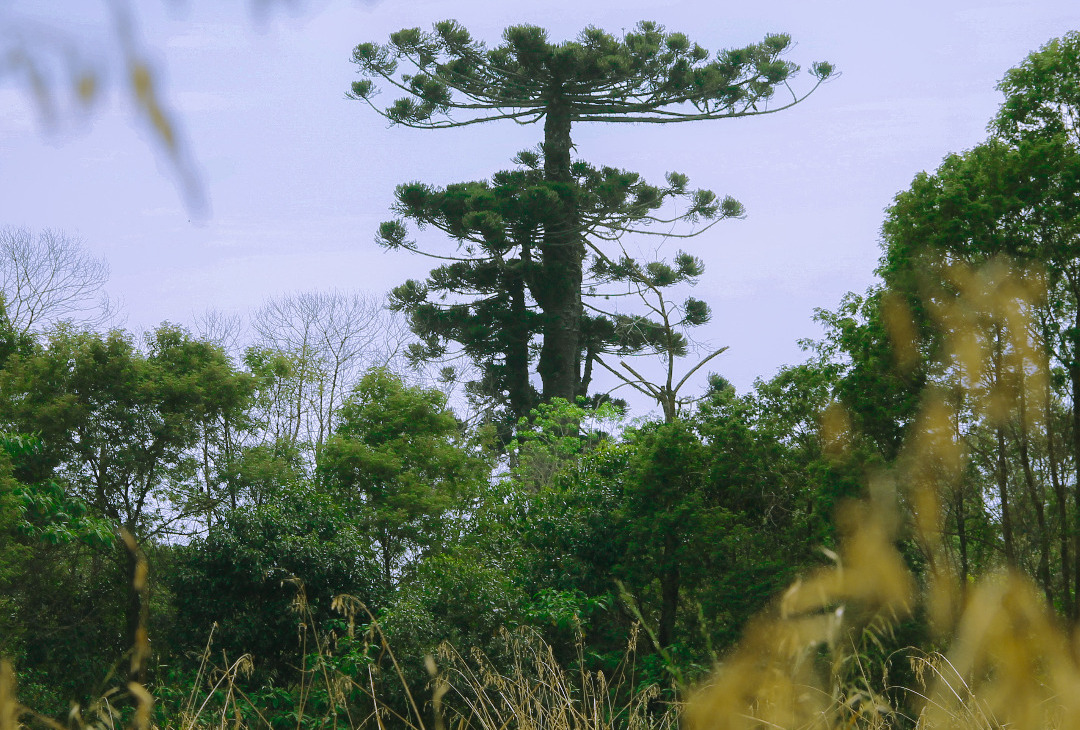 Clonagem espera salvar herança de 750 anos do pinheiro, araucária que caiu