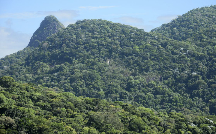 Rio de Janeiro usa drones e inteligência artificial para reflorestar