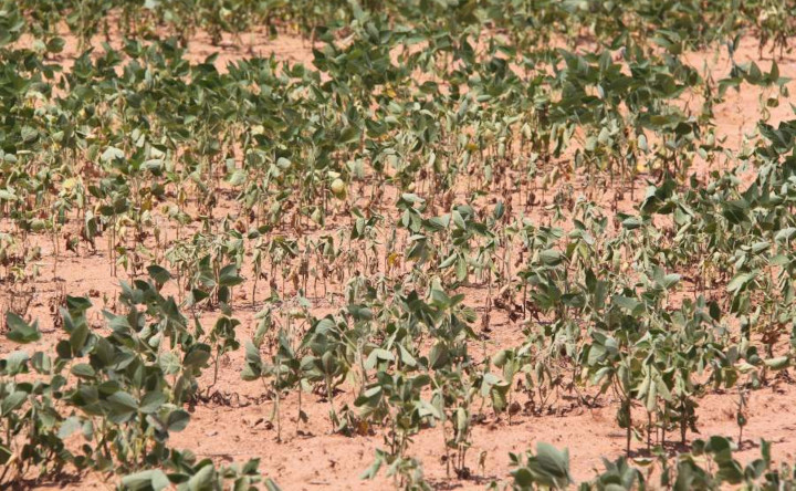 Boa gestão de riscos pode evitar prejuízos pelo clima: EMBRAPA