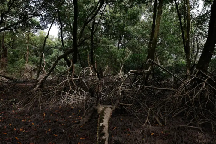 Antes de explorar petróleo na Amazônia, Academia defende medidas de proteção