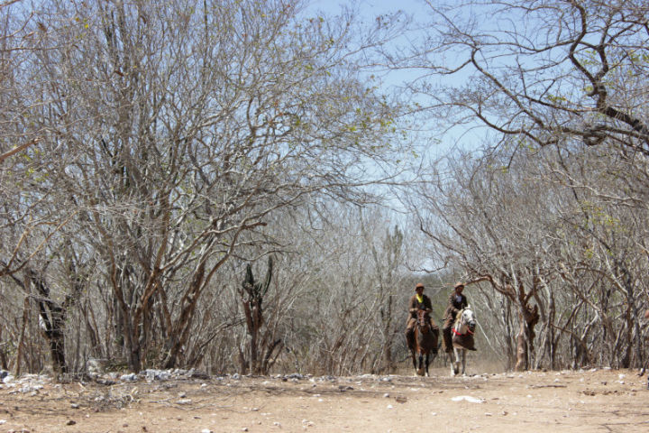 Desertificação, a luta para evitar que avance sobre florestas