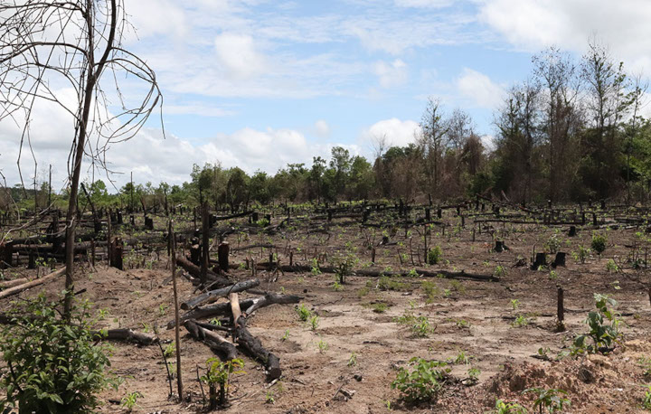 BNDES e parceiros investem R$ 6,3 milhões para recuperar floresta na Amazônia