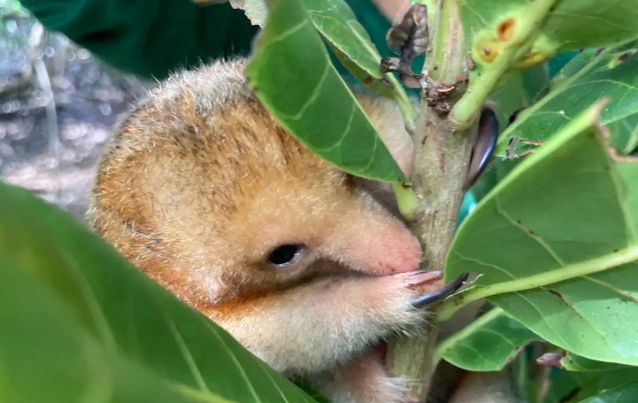 Pesquisadores do Boticário, descobrem e protegem menor tamanduá do mundo