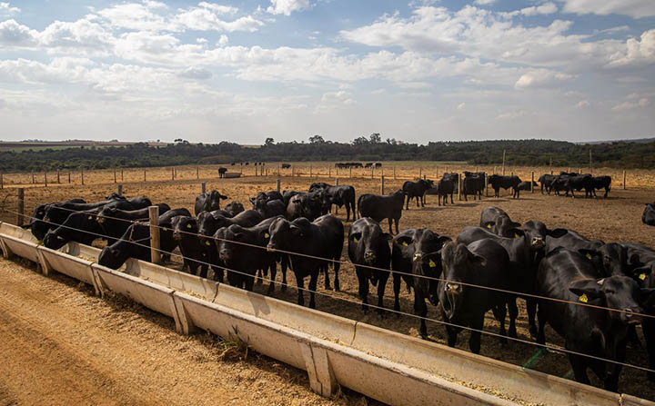 R$ 116,3 bilhões, o recorde da pecuária do Brasil em 2022
