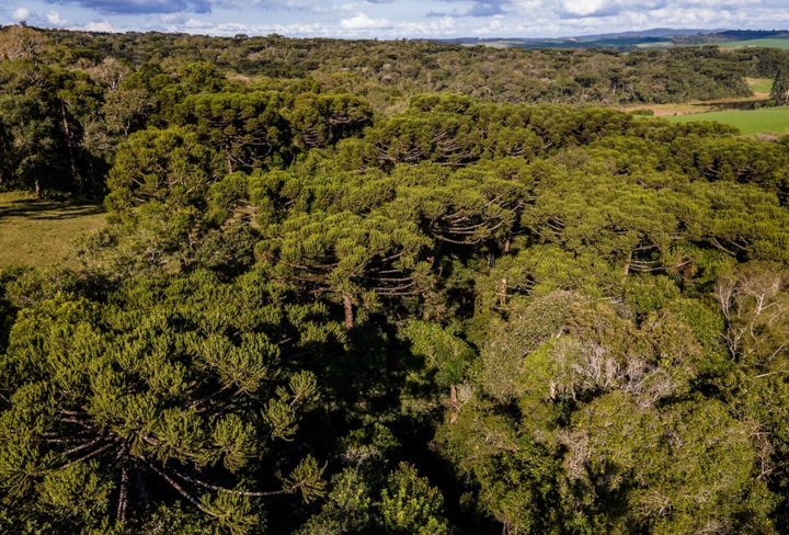 Livro da EMBRAPA ensina como restaurar reservas de pinheiro araucária