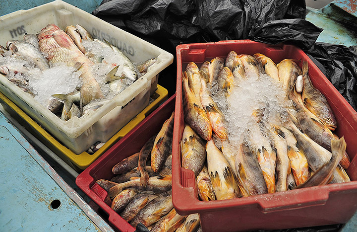 IBAMA limita pesca de alguns peixes para o ano de 2024