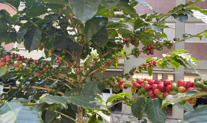 No Dia do Café, podutor espera safra recordista de 66,2 milhões de sacas 
