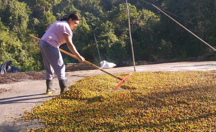Acordo, esperança de livrar do trabalho escravo, lavouras de café 