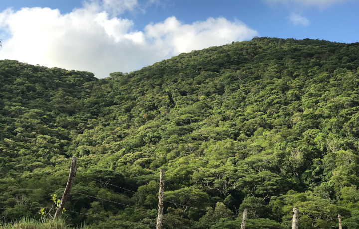 Só resta 31% da Mata Atlântica que cede lugar à cidade e agricultura  Só resta 31% da Mata Atlântica que cede lugar à cidade e agricultura