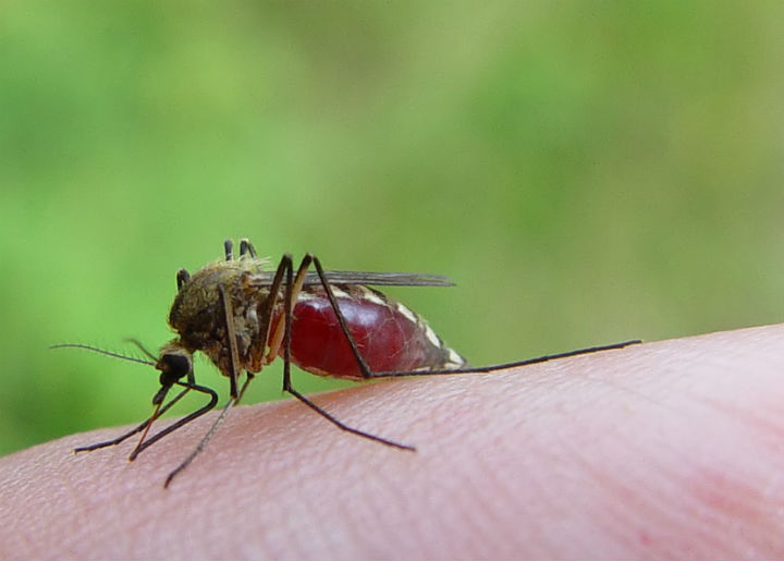 Dengue avança sobre o faz-de-conta da prevenção sem resultado