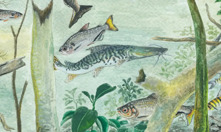 Amazônia abriga mais de 2.700 espécies de peixes, diz The Nature Conservation