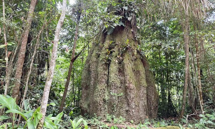 Brasil tem 3.370 espécies de árvores em extinção. Araucária e pau brasil em estado crítico.
