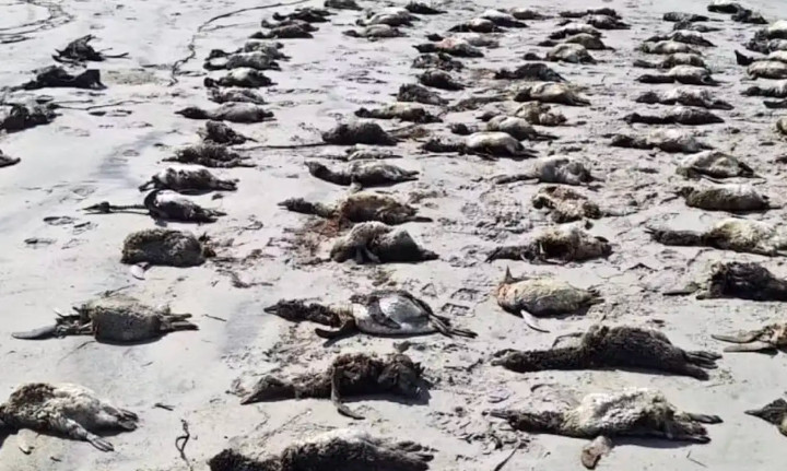 Instruções do Instituto a quem encontrar animais marinhos mortos ou vivos