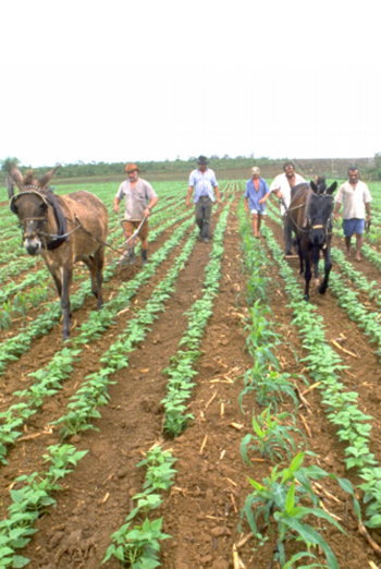 Agricultura familiar pode reduzir pobreza rural no Brasil e nas Américas