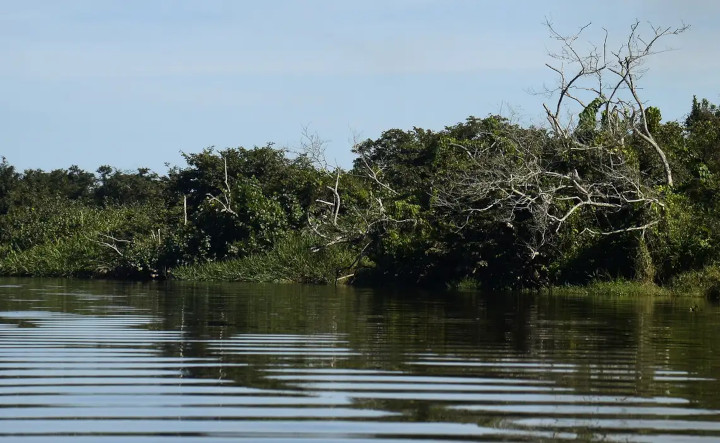 Destruição de manguezais pode agravar mais condição do clima