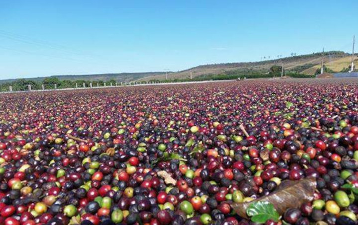 Café do Brasil fatura R$ 13,69 bilhões em 11 meses