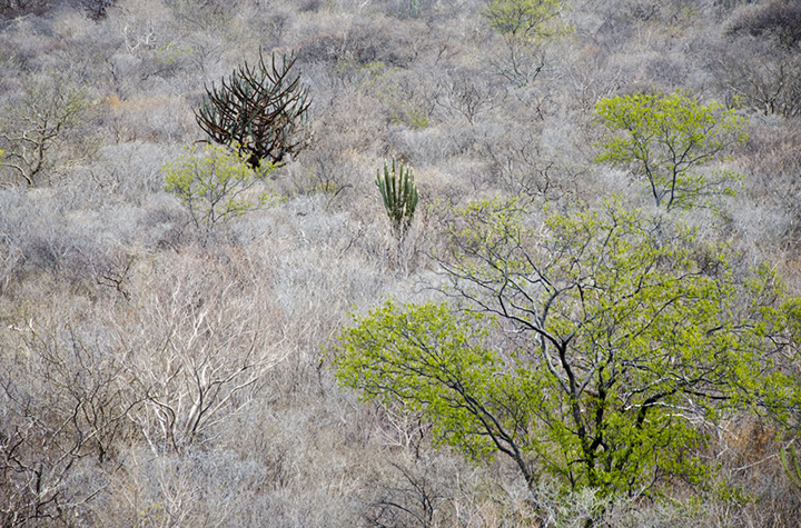 Plano quer recuperar 10 milhões de hectares de caatinga até 2045 Plano quer recuperar 10 milhões de hectares de caatinga até 2045