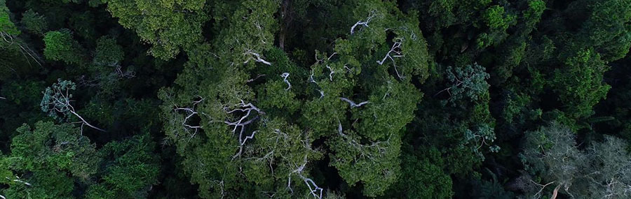 Conceito de bioma na reserva legal elogiado pela CNA