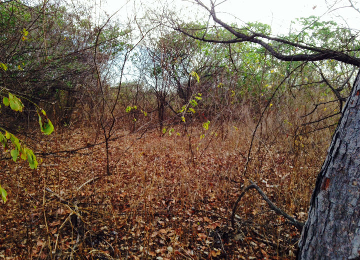 Agressões e mudança do clima ameaçam a caatinga no Brasil