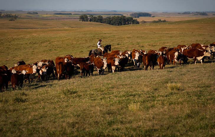 Se quiser exportar para Europa, Brasil terá de cumprir regra antimicrobiana