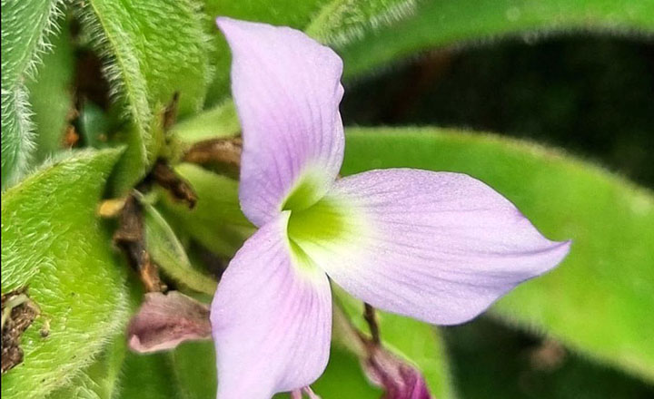 Descoberta espécie rara de bromélia em Minas Gerais