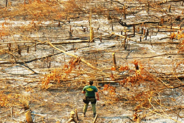 Apesar da degradação com pastagens, 28 milhões de hectares servem à agricultura