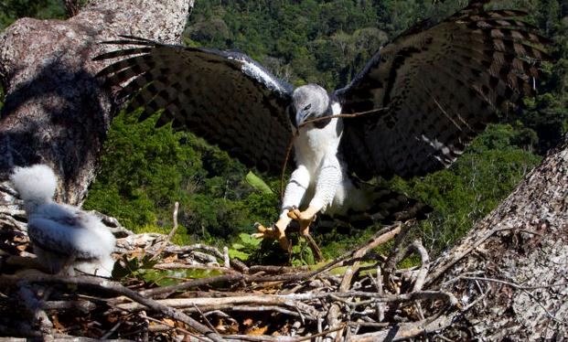 Caça Ameaça de Extinção o Gavião Real Na Floresta Amazônica