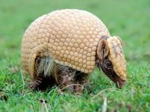 Brasileiros defendem parque para preservar tatu-bola em vias de extinção
