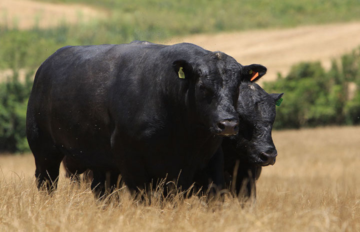 Criadores e EMBRAPA lançam o bife premium no Brasil: ciência e técnica