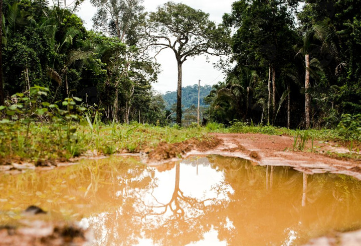 Na PUC-Rio um projeto de reflorestamento que rende US$ bilhões