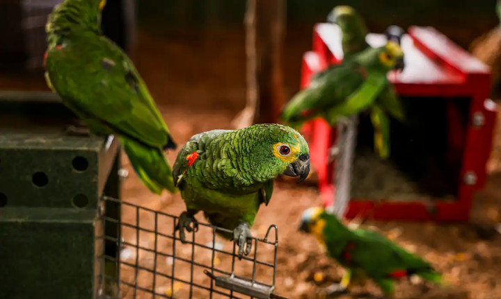 Polícias Militar e Federal resgatam 90 aves na região serrana do Rio 