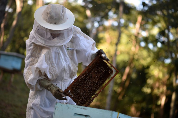 Agrotóxicos estão matando abelhas e levam risco à polinização