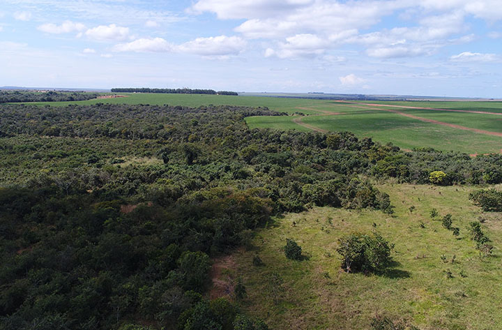 Estudo mostra risco de desmatamento do cerrado em 4 estados