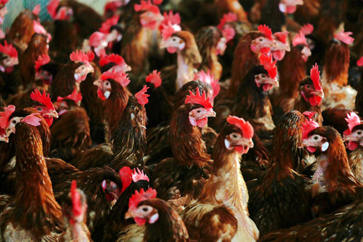 Proibida atividade com aves em todo o Brasil: gripe aviária