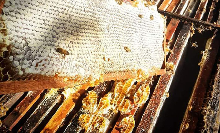 Comércio ilegal ameaça conservação de abelhas no Brasil 