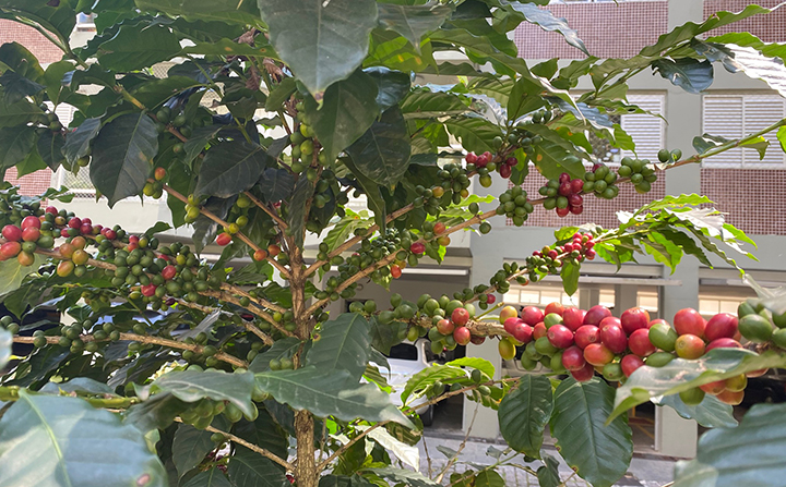 Lavouras de café do Brasil faturam R$ 814,7 bilhões em 2022