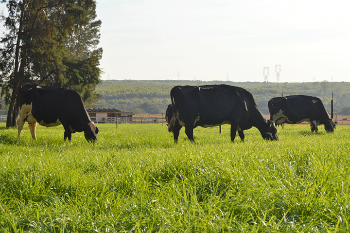 Produtores de leite do Brasil estão em crise e podem abandonar atividade Produtores de leite do Brasil estão em crise e podem abandonar atividade